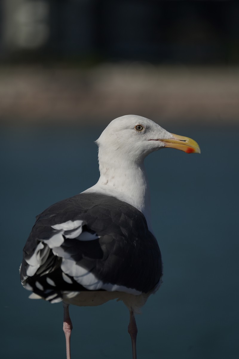 Western Gull - ML645913341