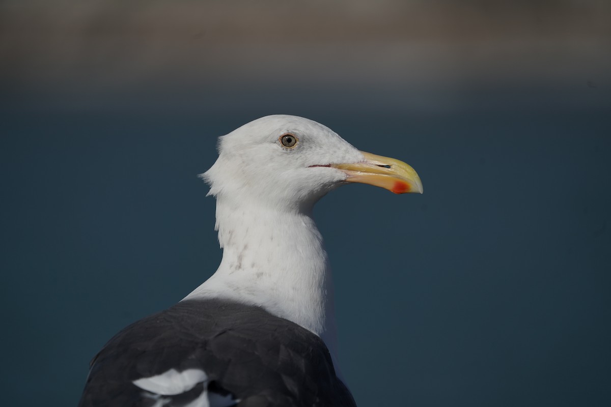Western Gull - ML645913342