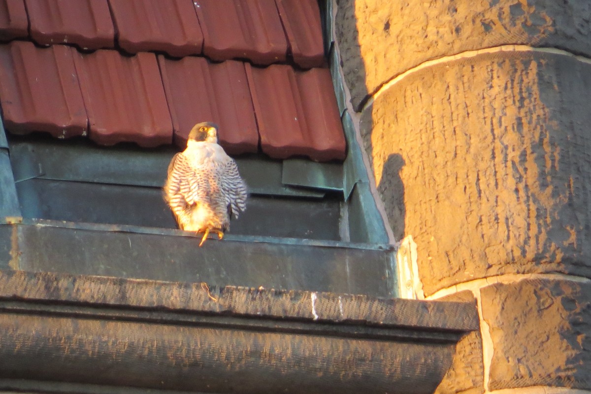 Peregrine Falcon - ML645913345