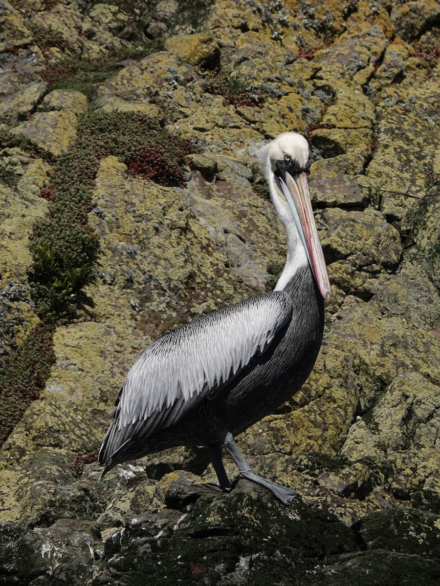 Peruvian Pelican - ML645913355