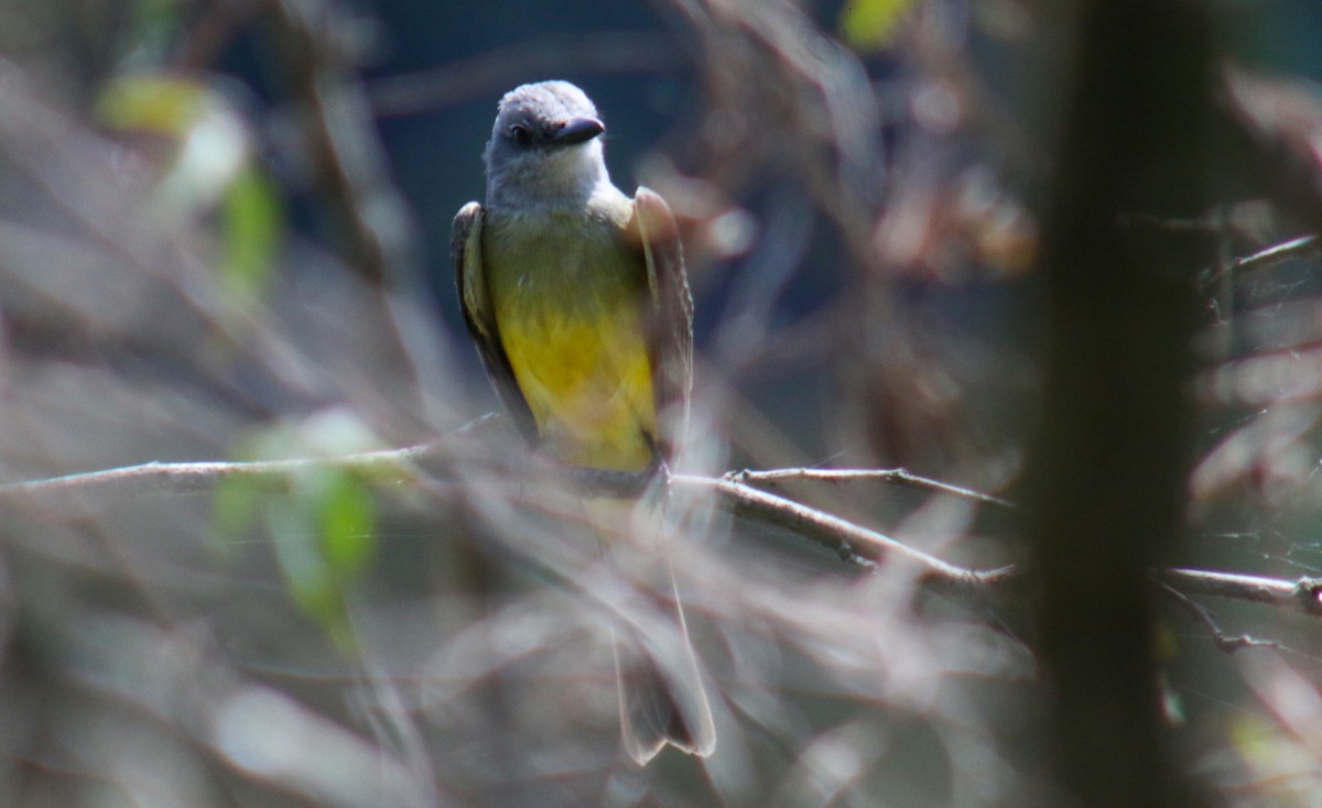 Cattle Tyrant - ML645913356