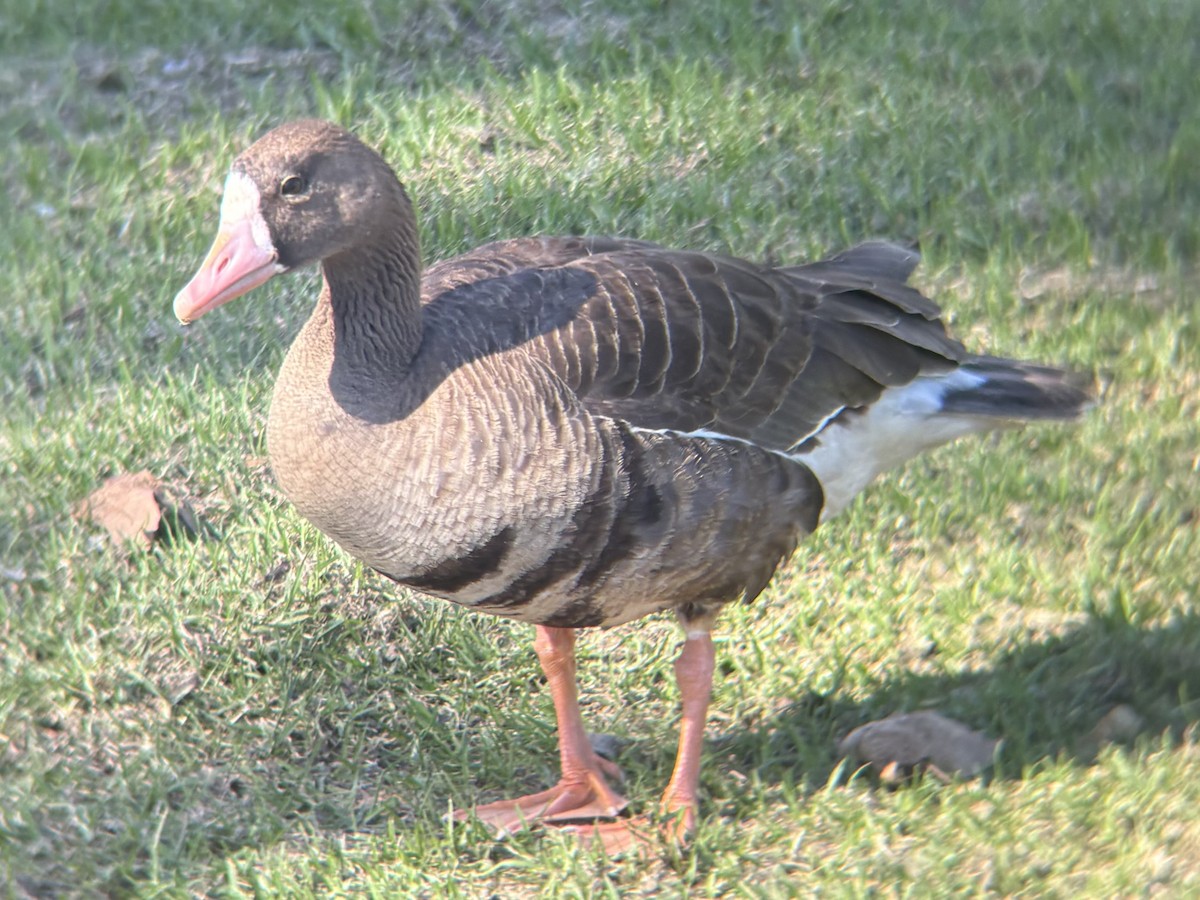 Greater White-fronted Goose - ML645913359