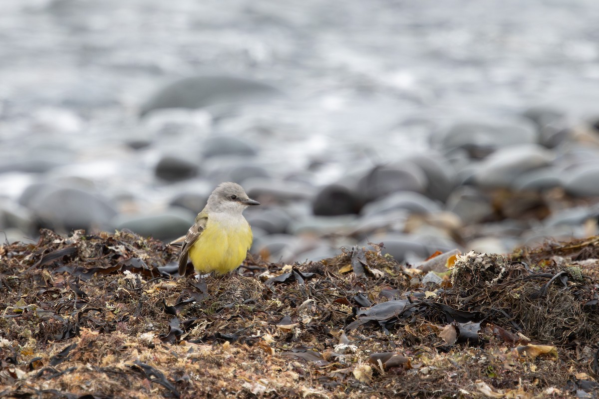 Western Kingbird - ML645913362