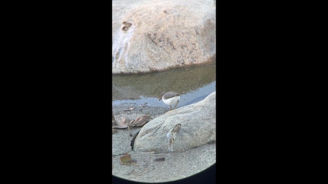 Набережник плямистий - ML645913364