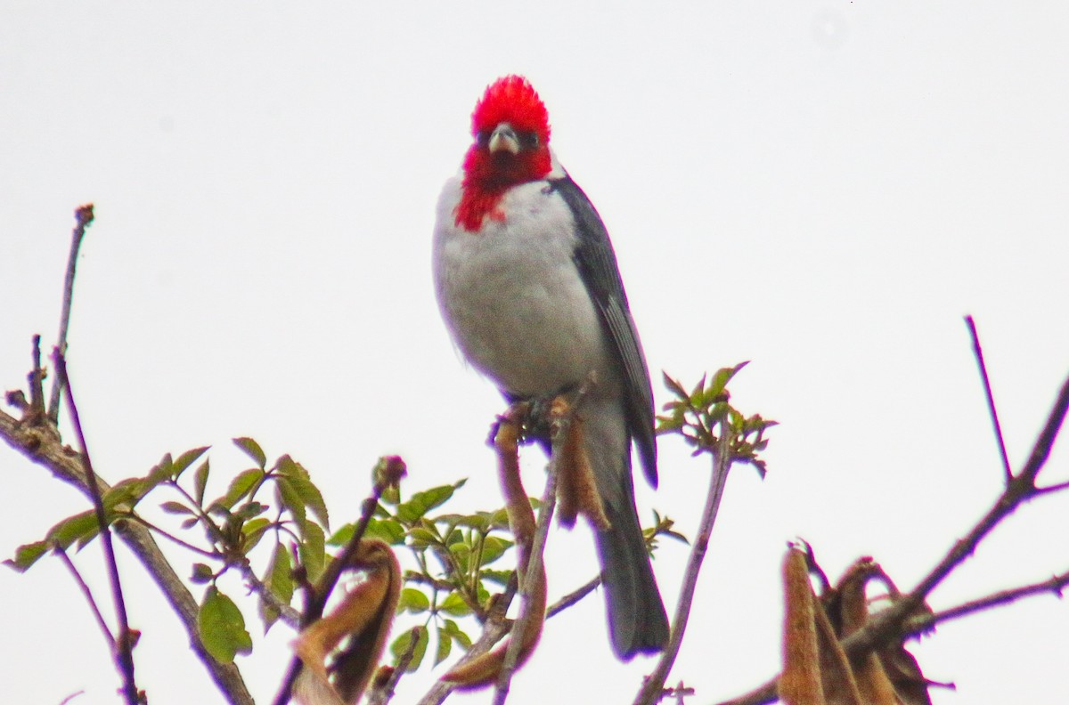 Red-crested Cardinal - ML645913369