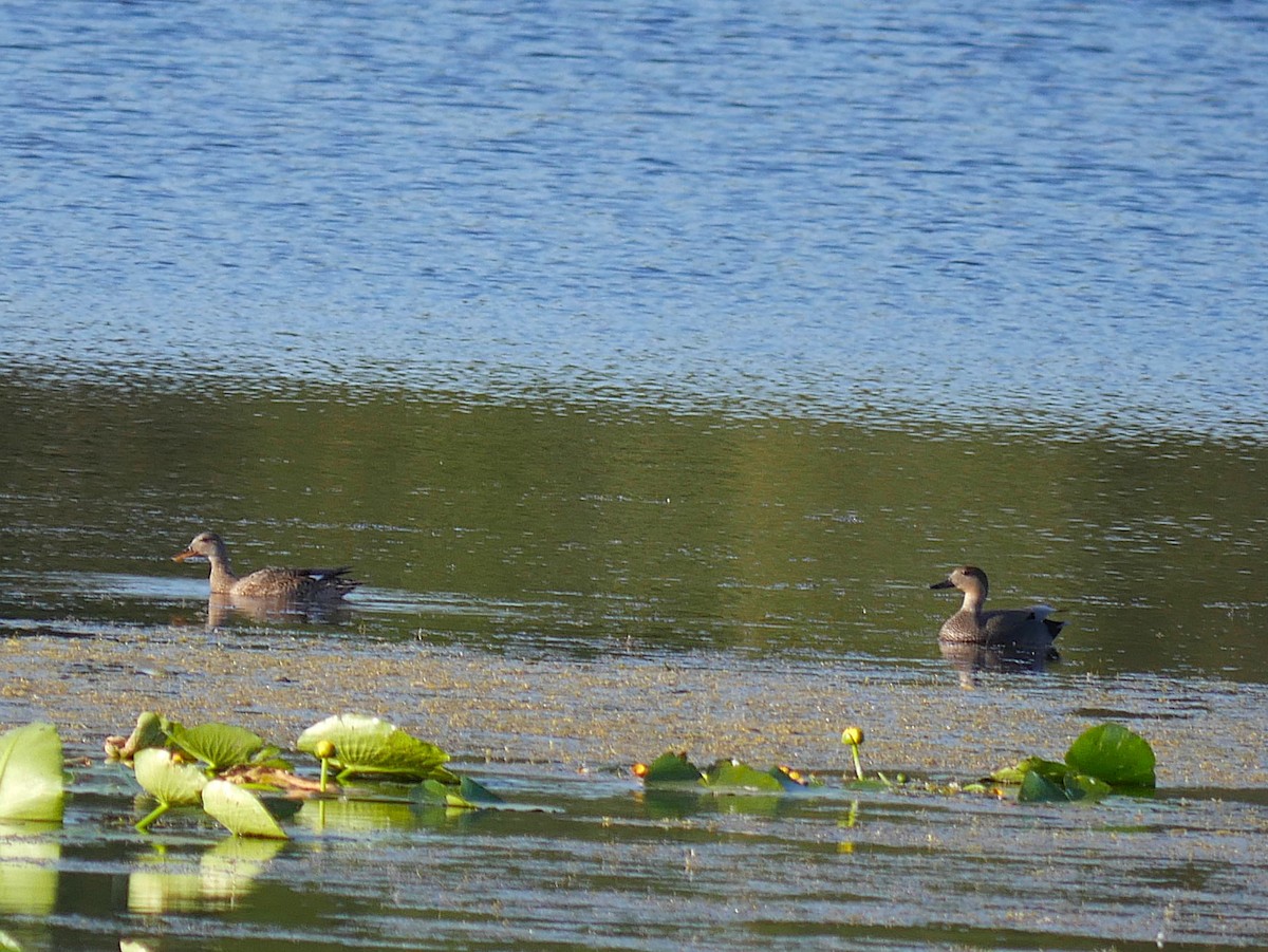 kopřivka obecná - ML645913370