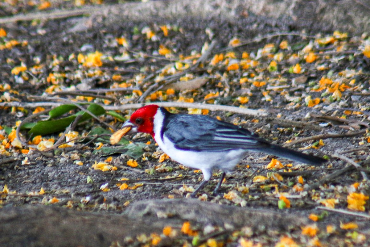 Red-cowled Cardinal - ML645913374