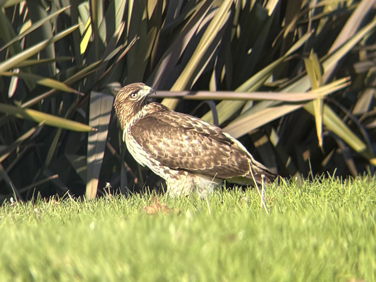 Red-tailed Hawk (calurus/alascensis) - ML645913375