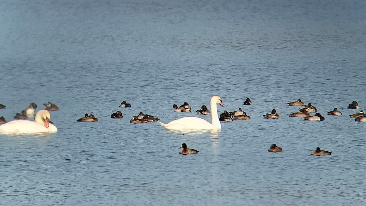 Лебідь-шипун - ML645913385