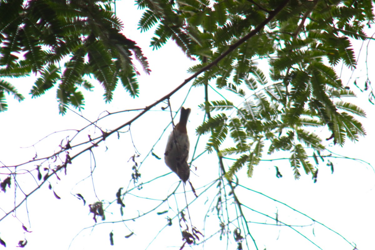 Chestnut-vented Conebill - ML645913400