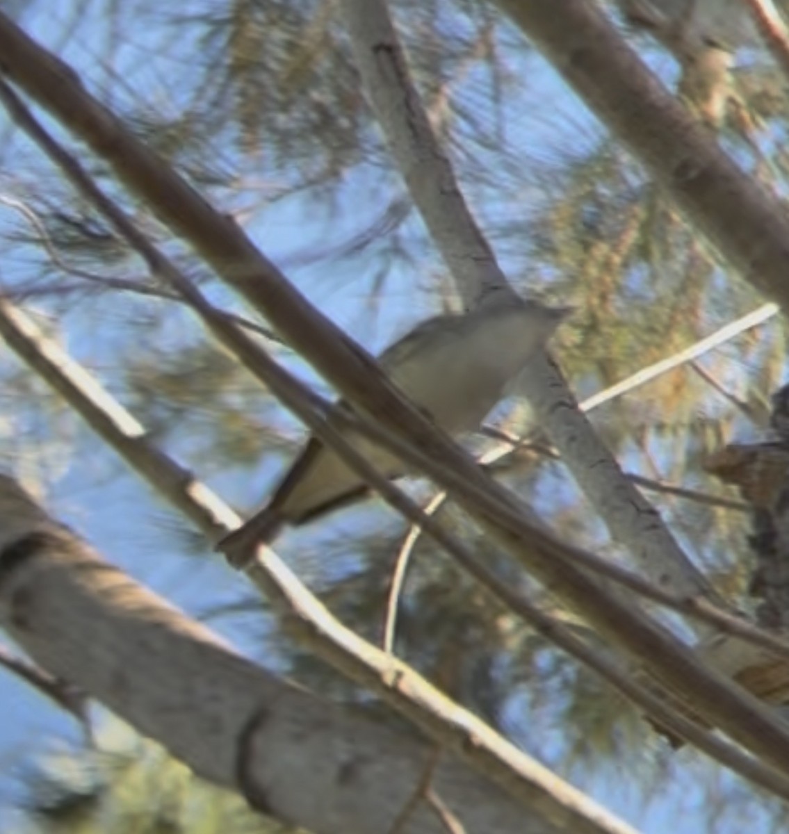 Plumbeous Vireo - ML645913402