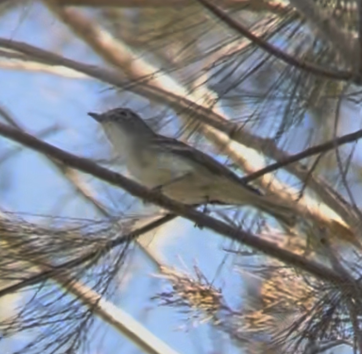 Plumbeous Vireo - ML645913403