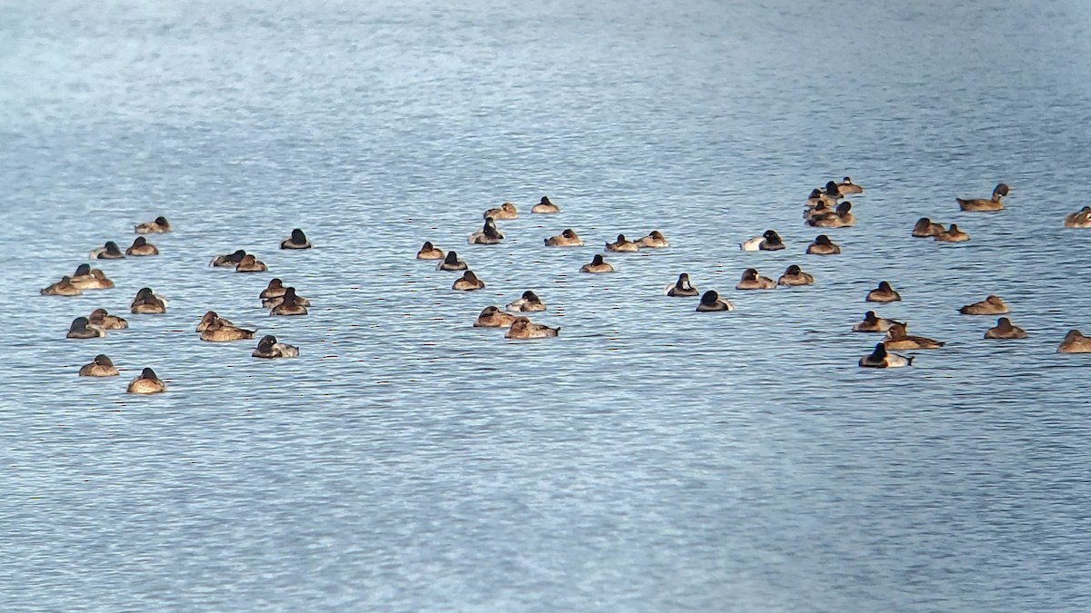 斑背潛鴨 - ML645913404