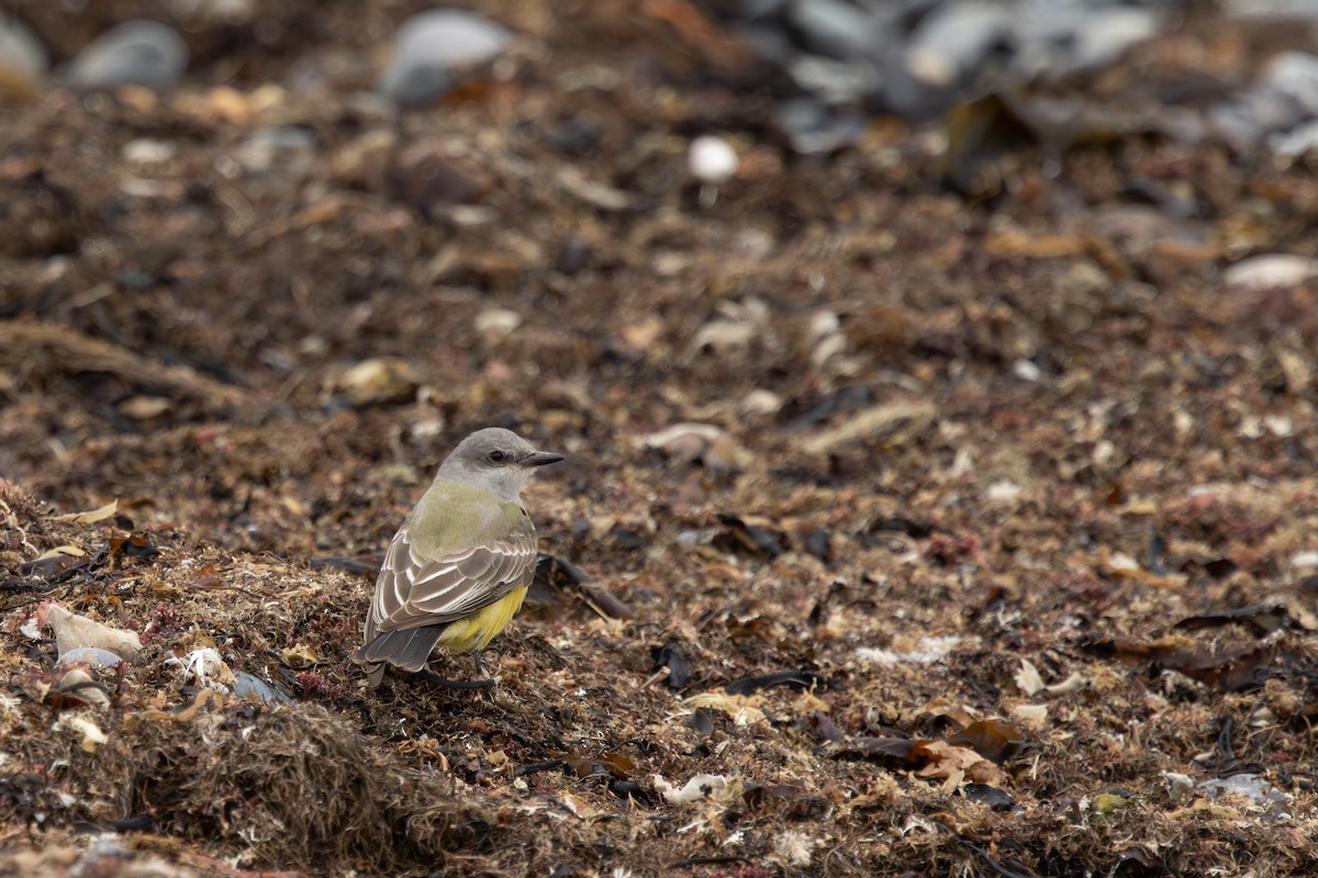 Western Kingbird - ML645913408