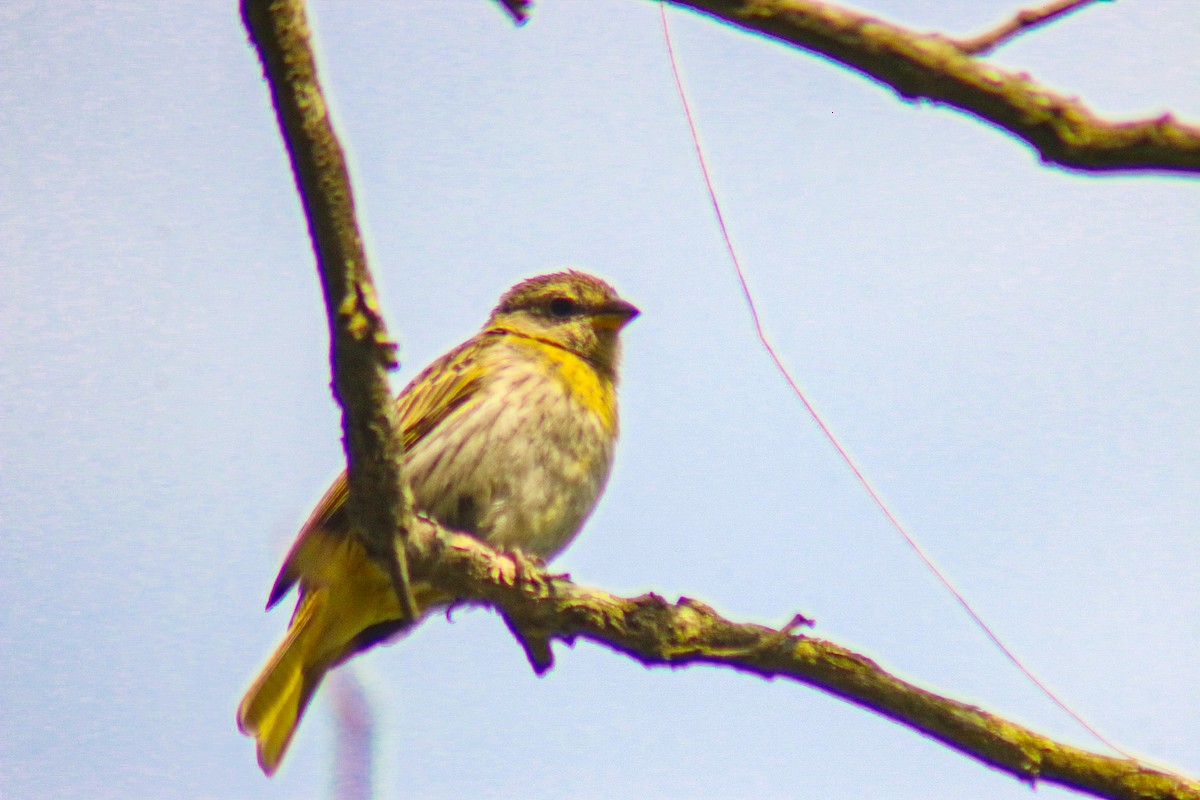 Saffron Finch - ML645913410