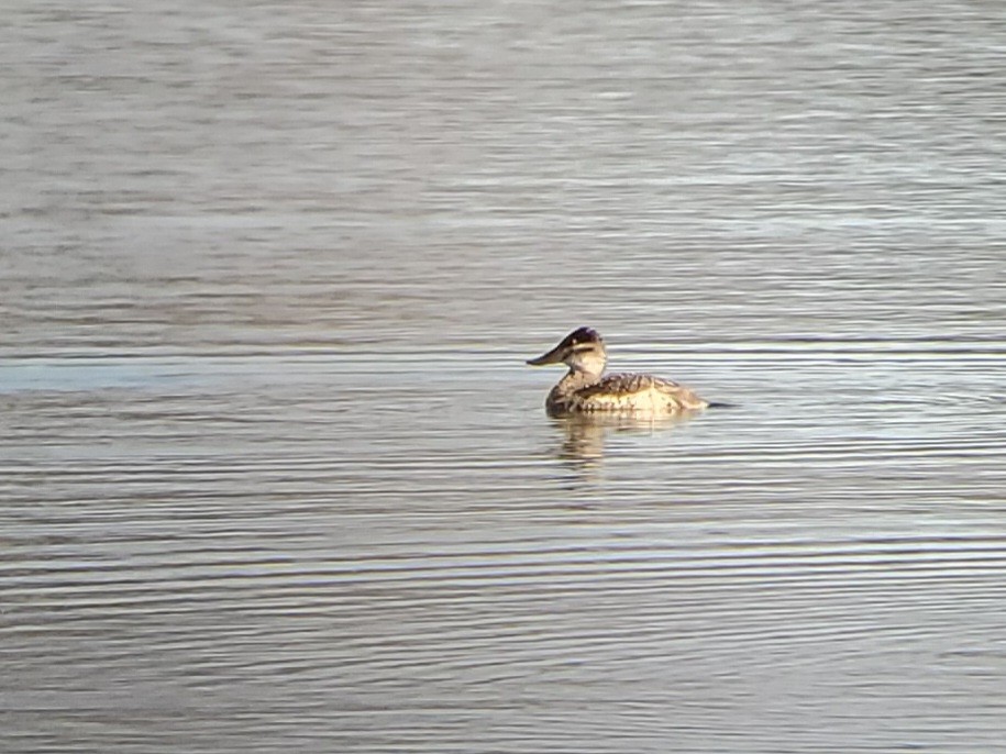 Schwarzkopf-Ruderente - ML645913419