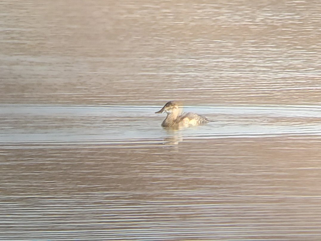 Schwarzkopf-Ruderente - ML645913420