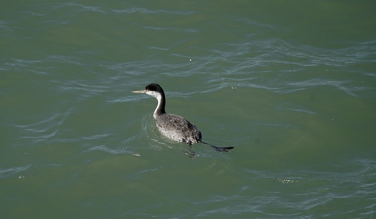 Achichilique Común - ML645913424