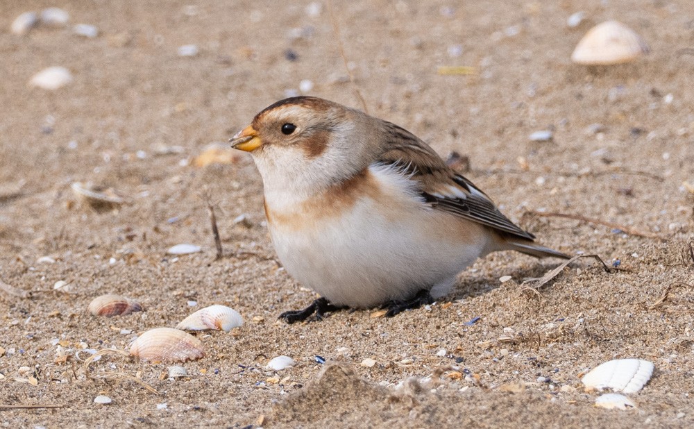 Escribano Nival - ML645913425