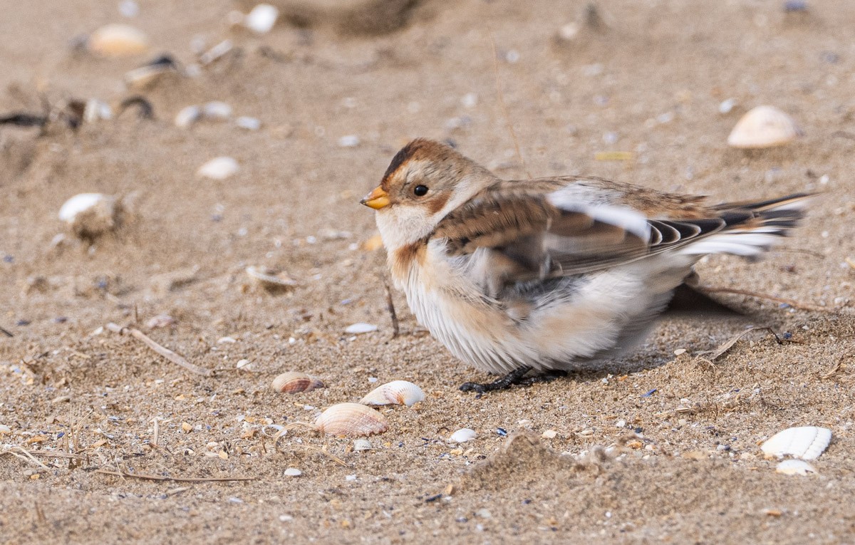 Escribano Nival - ML645913426