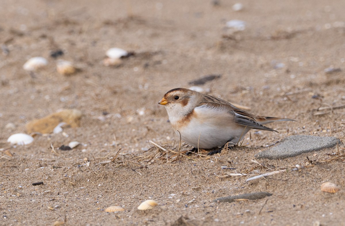 Snow Bunting - ML645913427