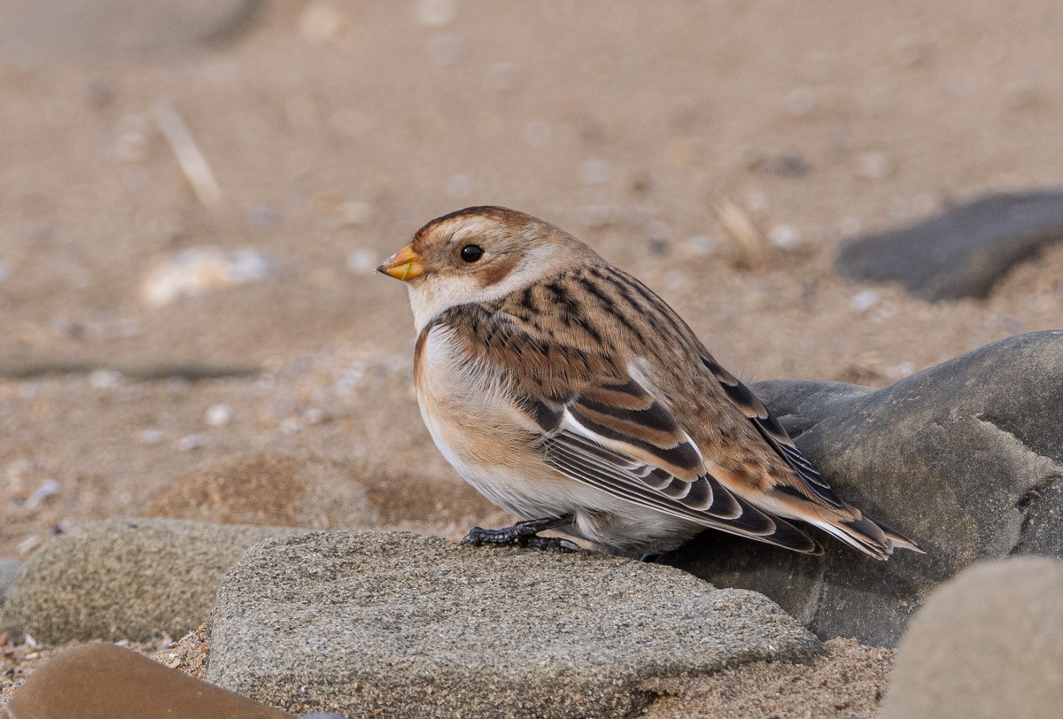 Escribano Nival - ML645913429