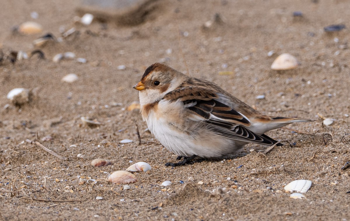 Escribano Nival - ML645913430