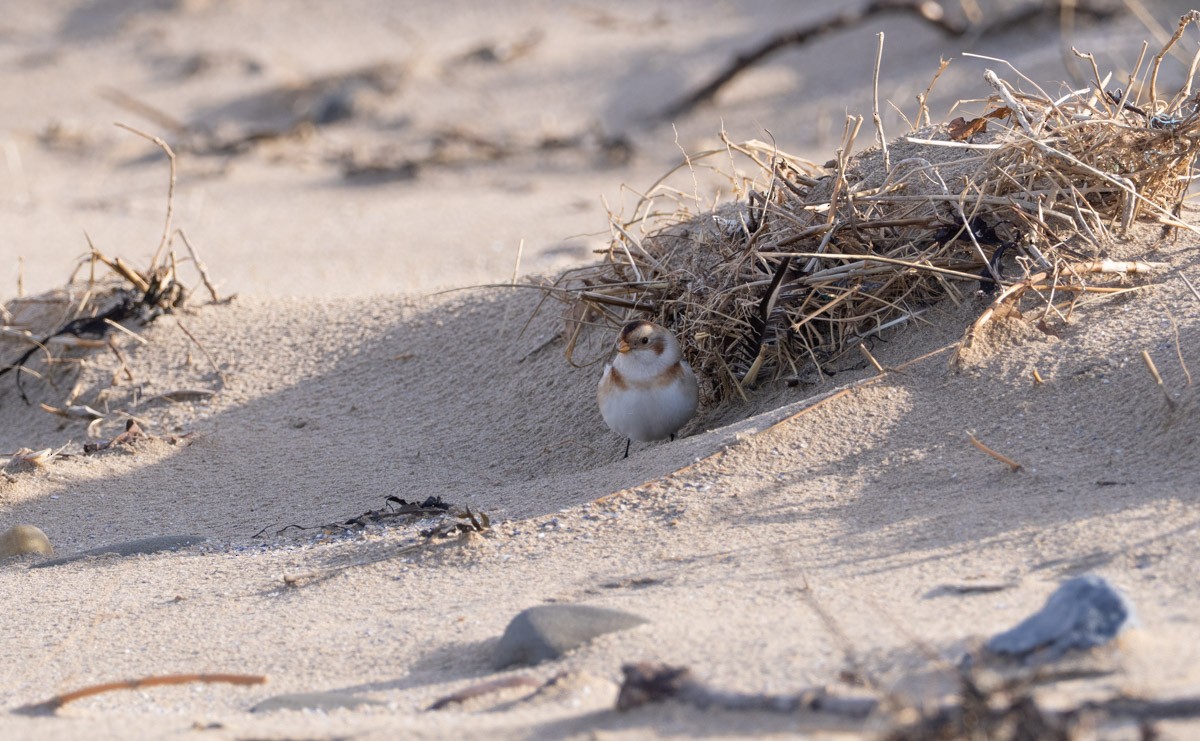 Escribano Nival - ML645913431