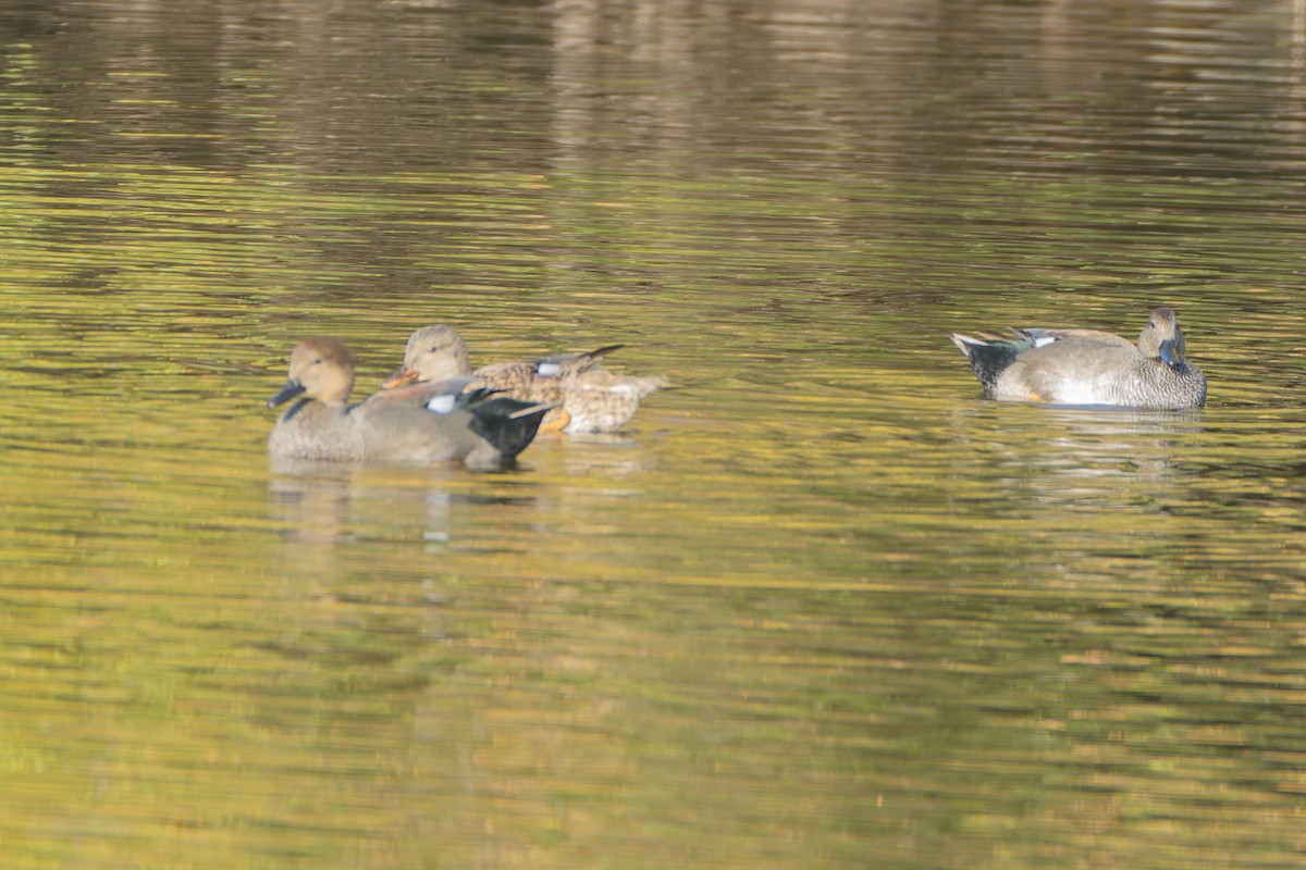 Ánade Friso - ML645913432