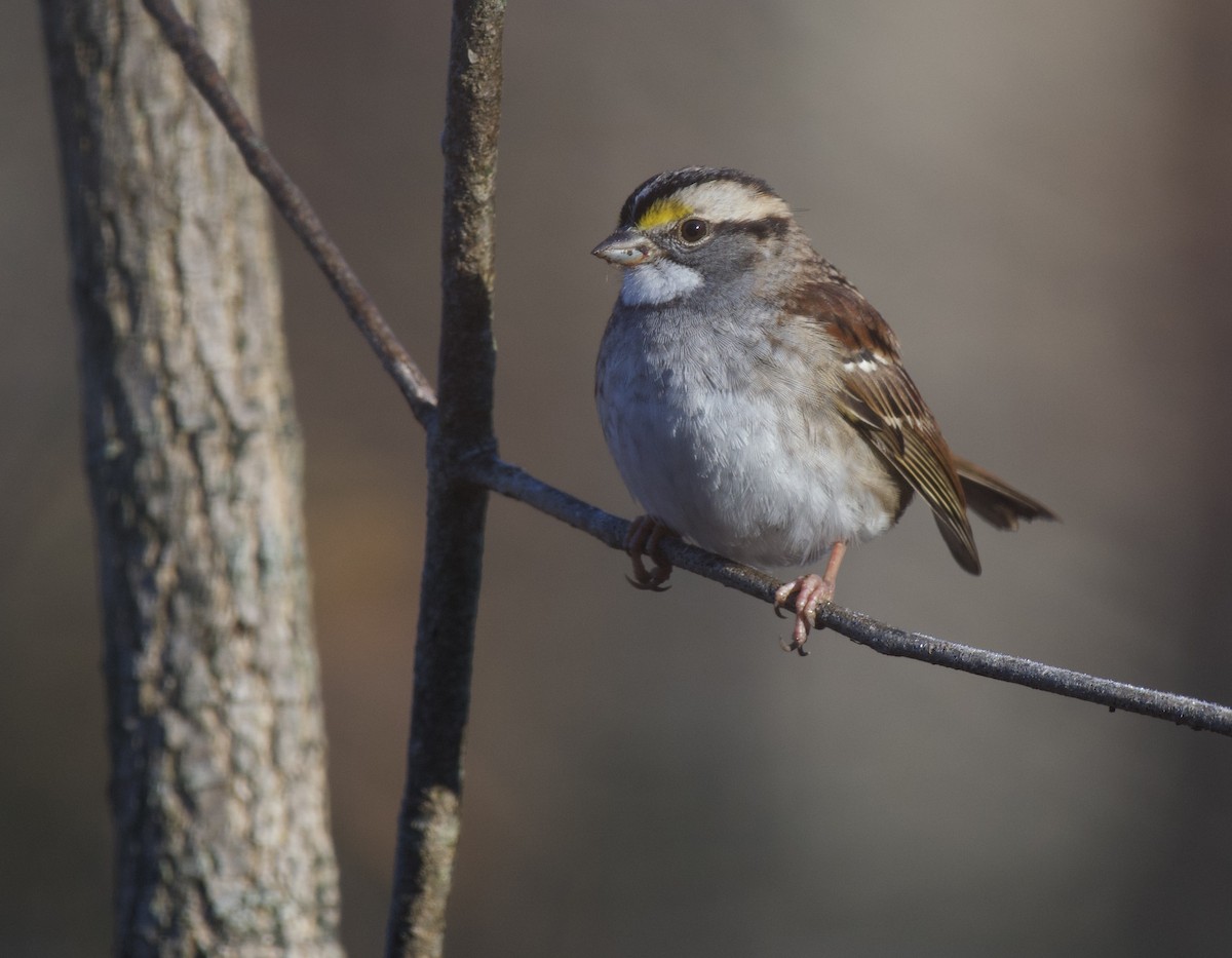 Chingolo Gorjiblanco - ML645913433