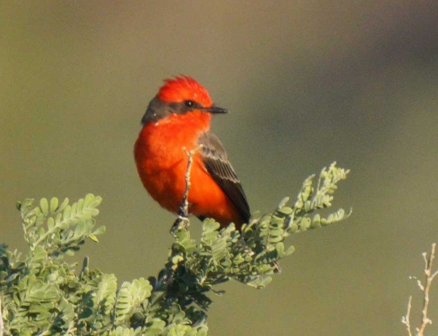 Mosquero Cardenal - ML645913434