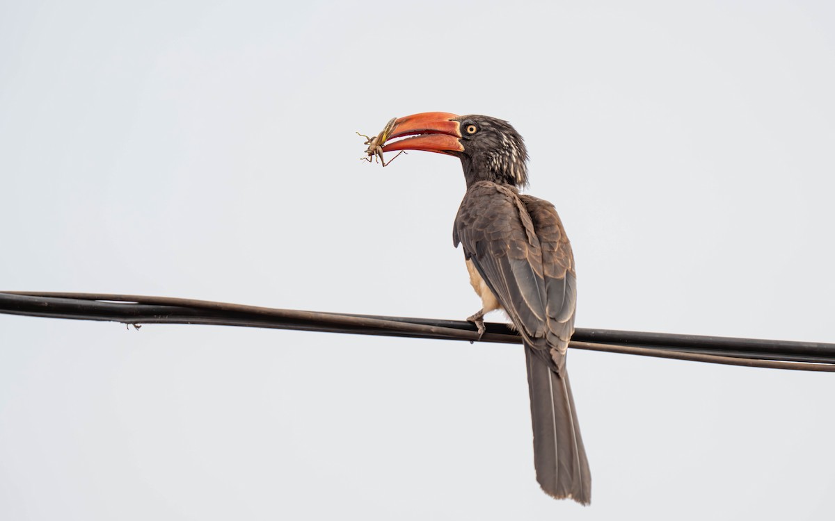 Toco Coronado - ML645913437