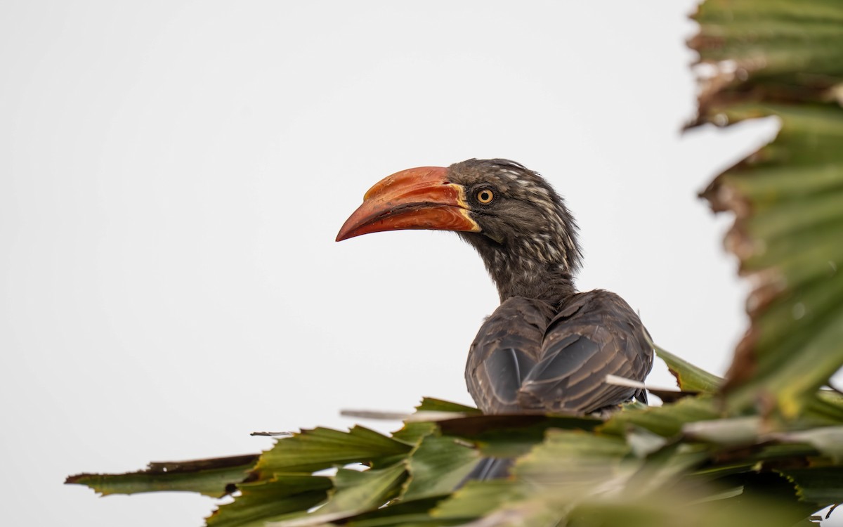 Toco Coronado - ML645913438