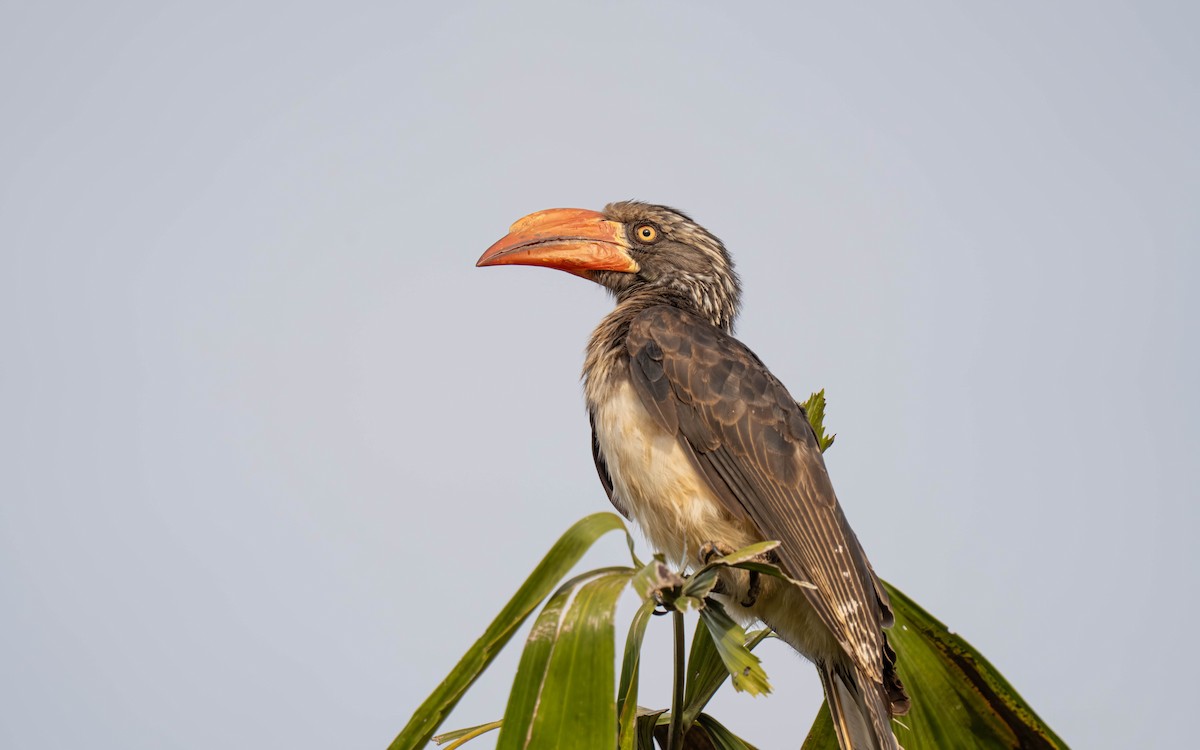 Toco Coronado - ML645913439