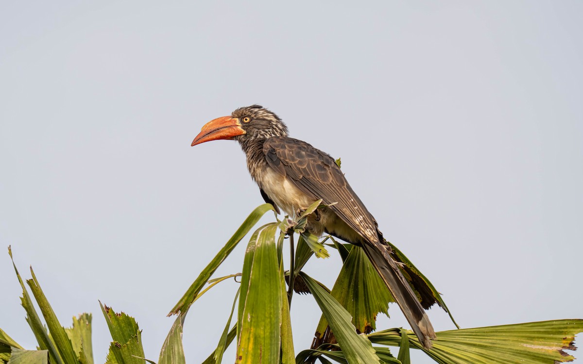 Toco Coronado - ML645913440