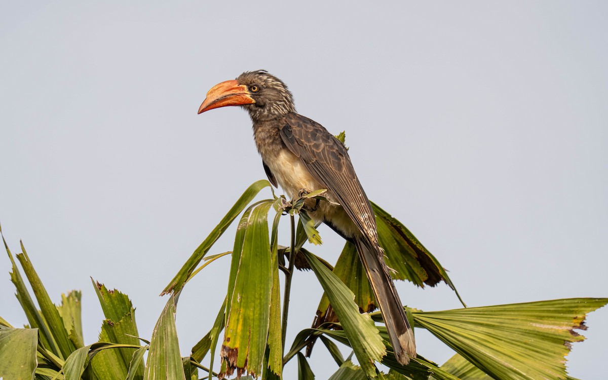 Toco Coronado - ML645913441