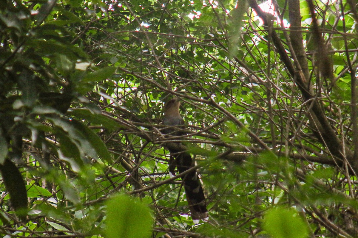 Cuco Ardilla Común - ML645913442