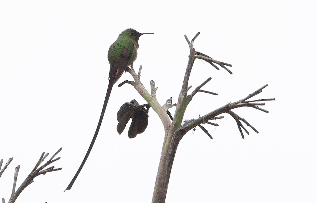 Colibrí Colilargo Mayor - ML645913443
