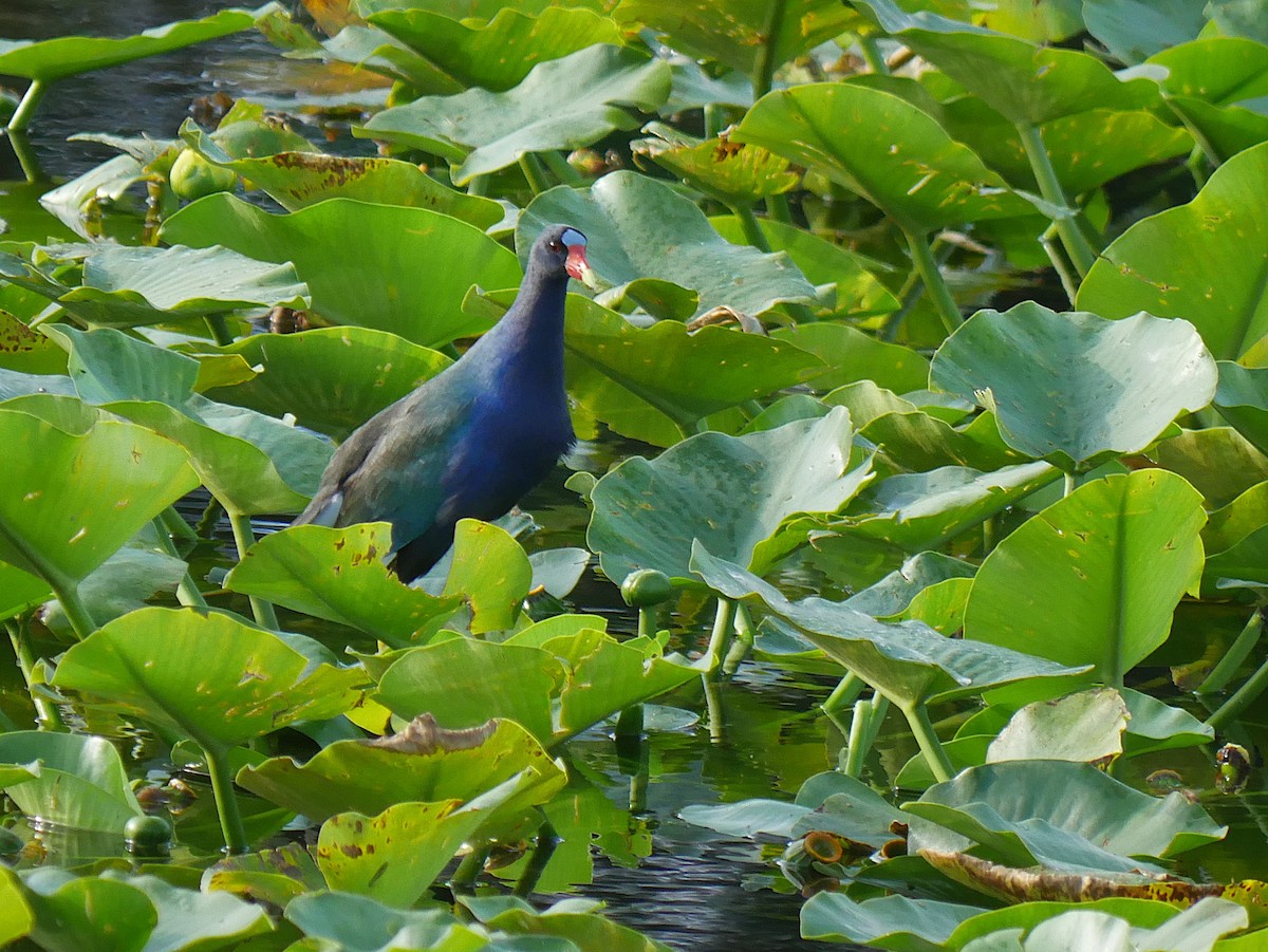 Calamoncillo Americano - ML645913444