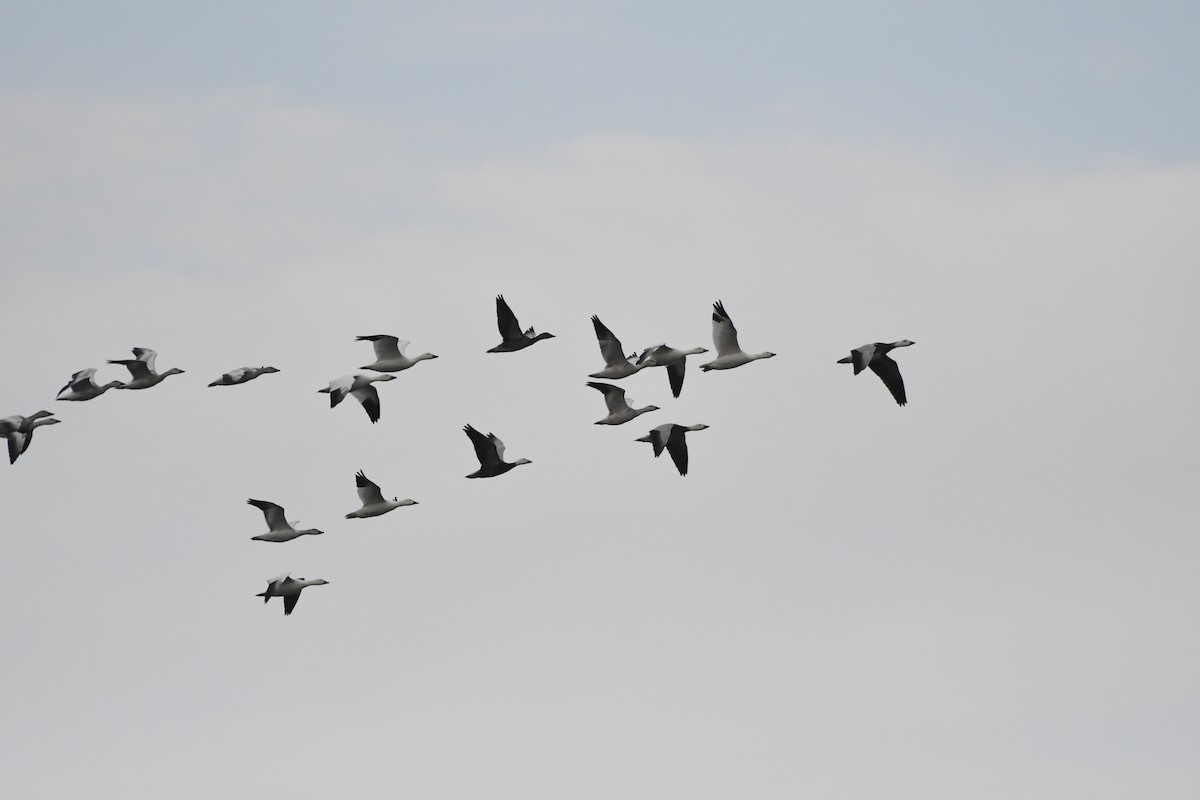 Ánsar Nival - ML645913446