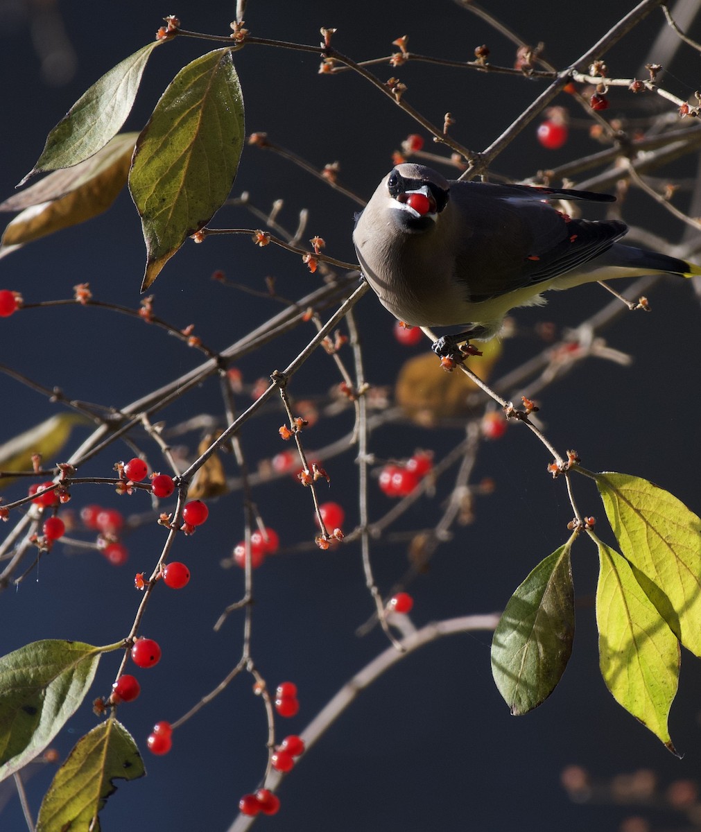 Ampelis Americano - ML645913453