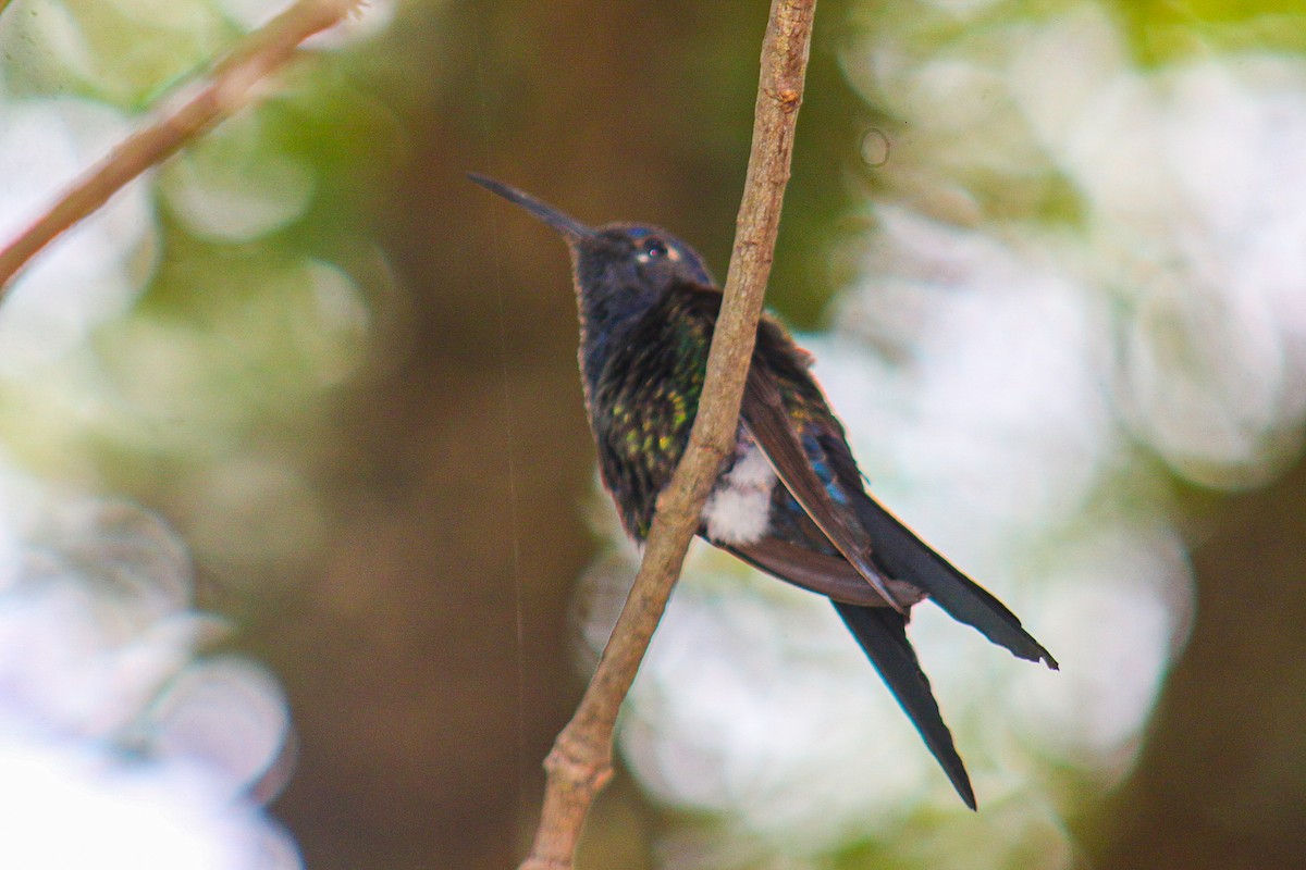 Colibrí Golondrina - ML645913454
