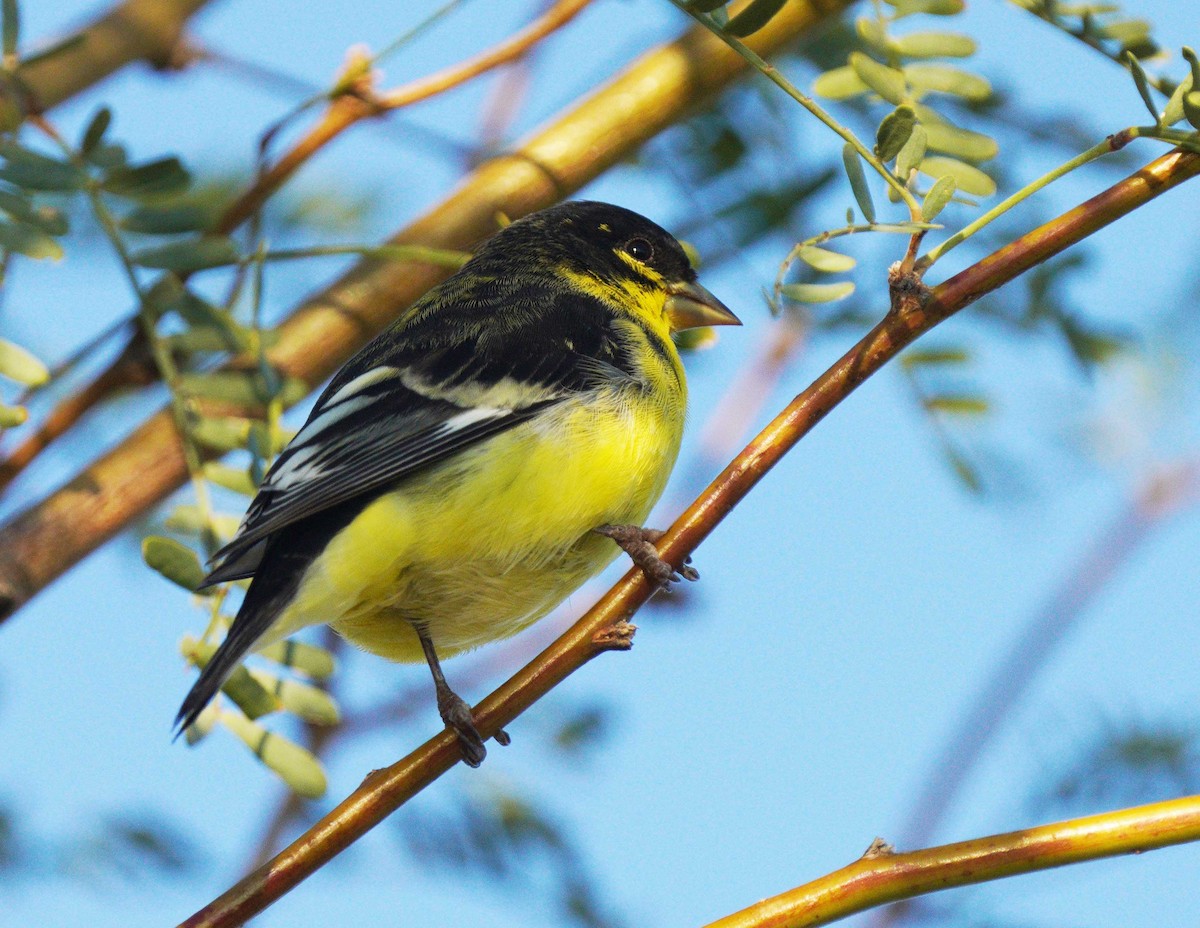 Jilguero Menor - ML645913456