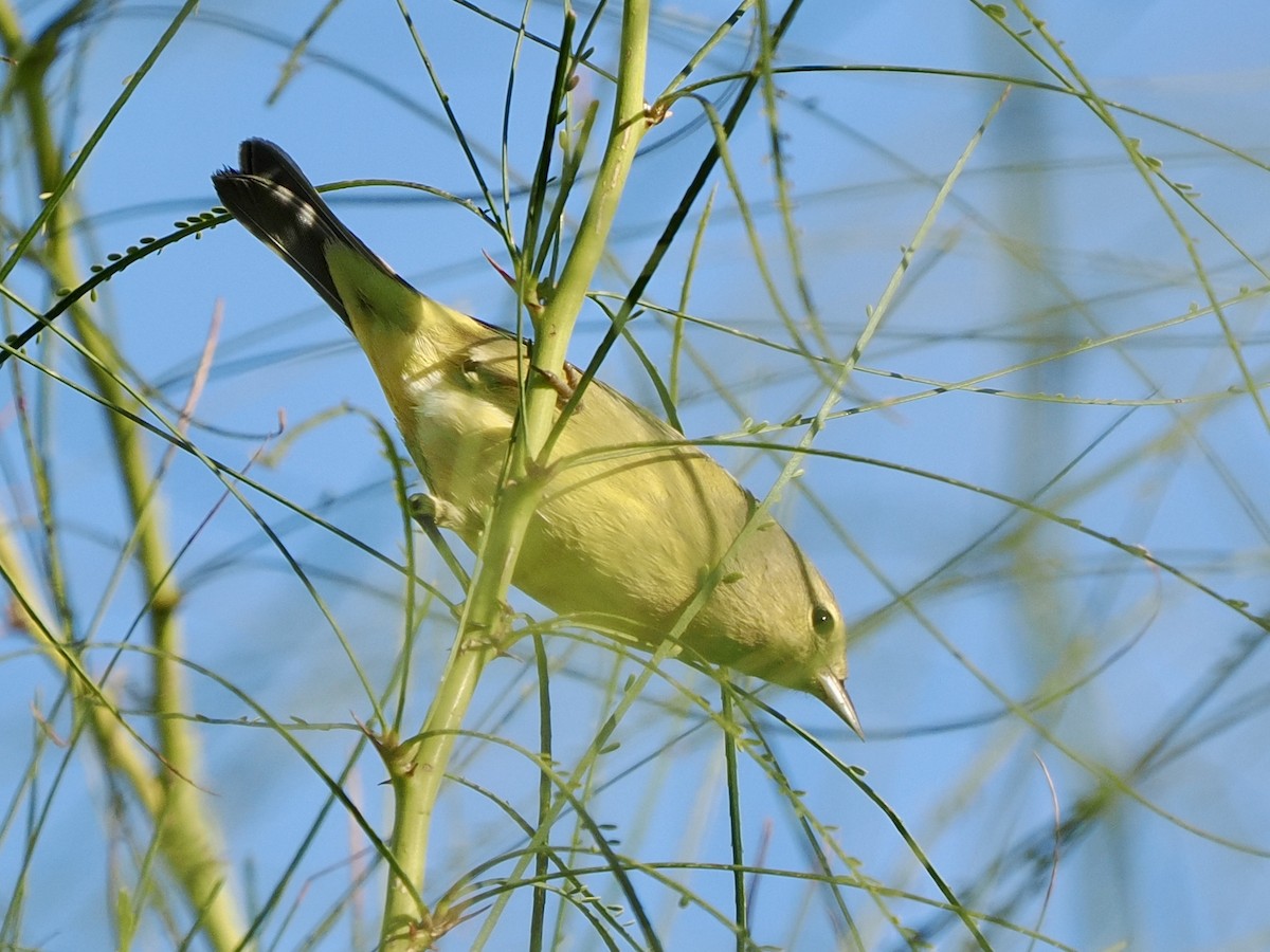 Reinita Coroninaranja - ML645913457