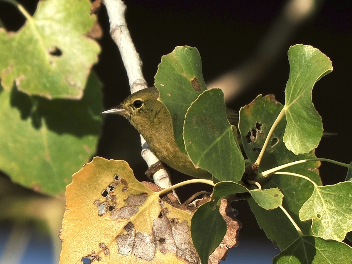 Reinita Coroninaranja - ML645913458