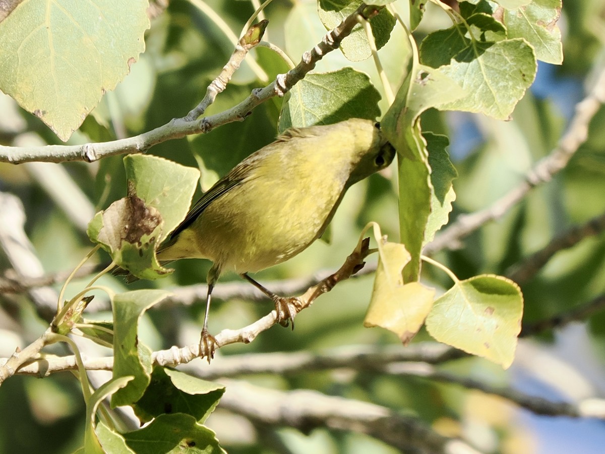 Reinita Coroninaranja - ML645913459