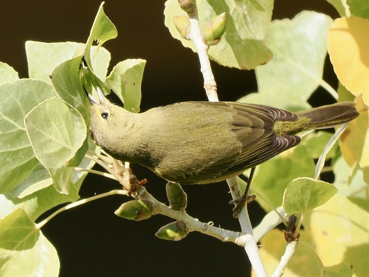 Reinita Coroninaranja - ML645913460