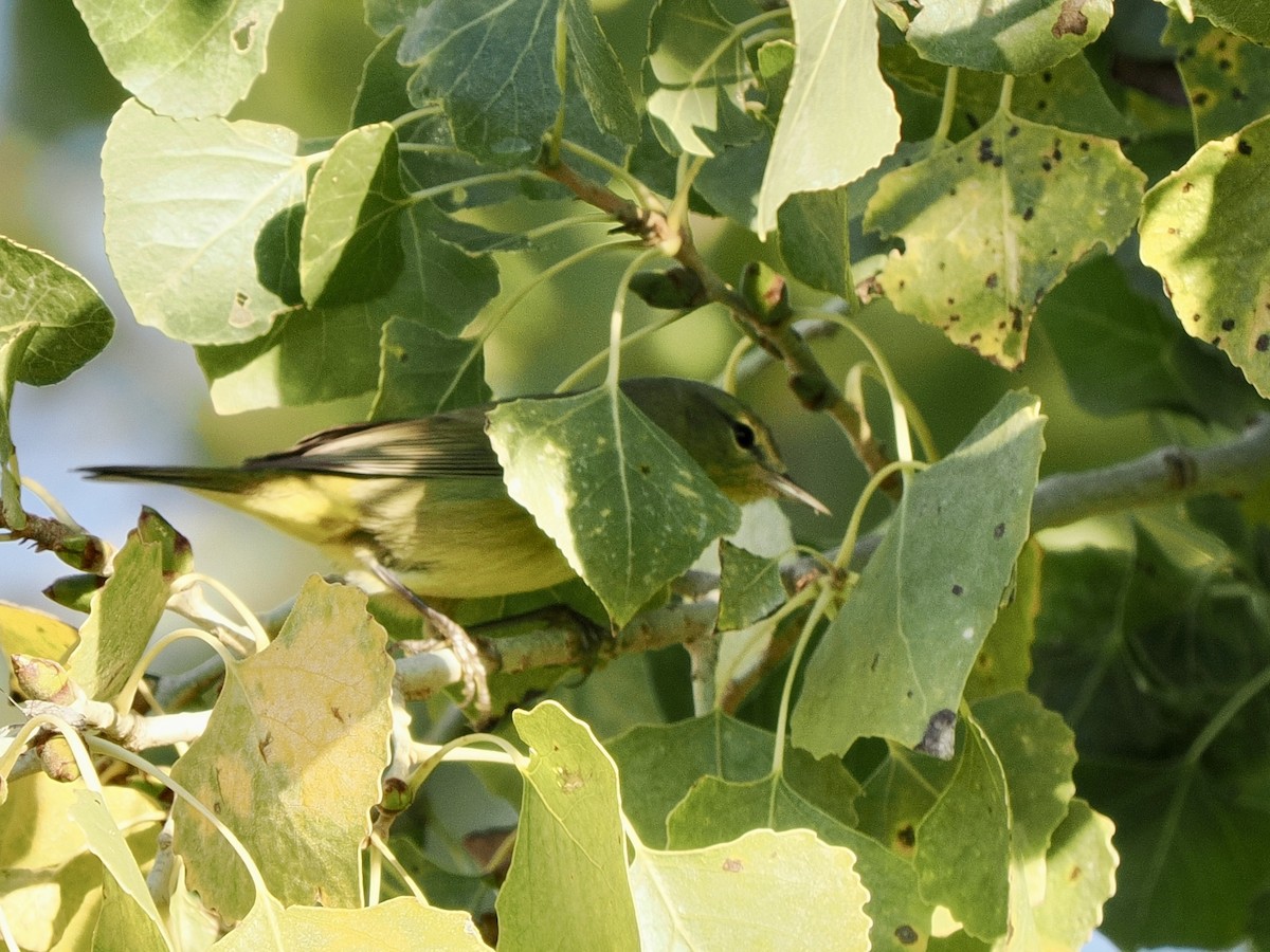 Reinita Coroninaranja - ML645913463