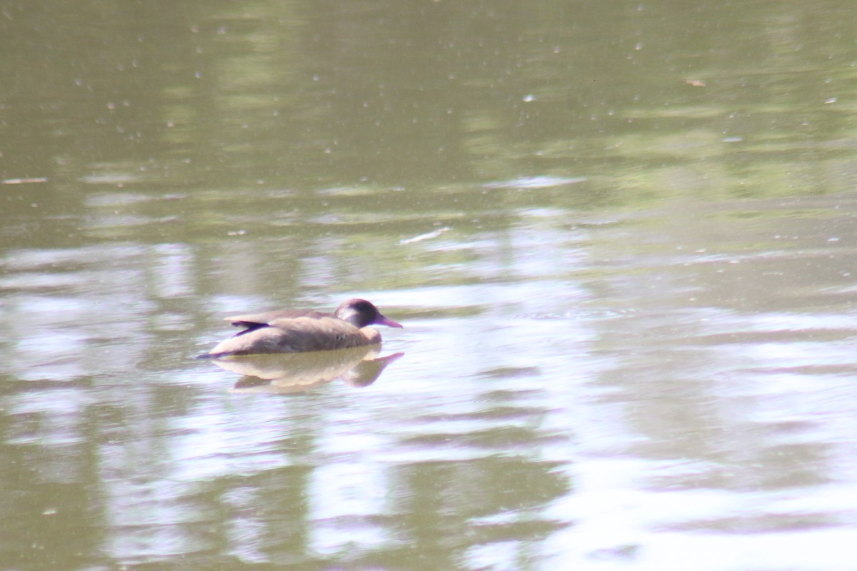 Brazilian Teal - ML645913484