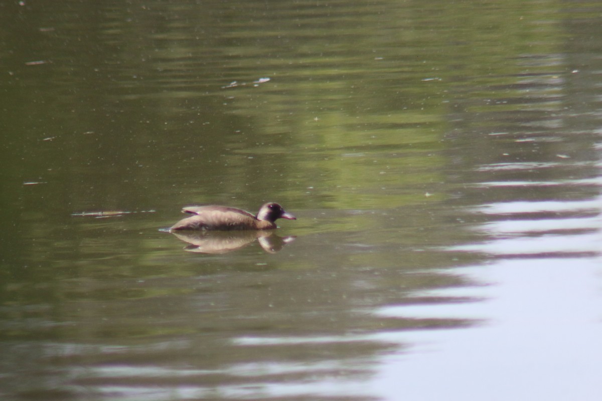 Brazilian Teal - ML645913485